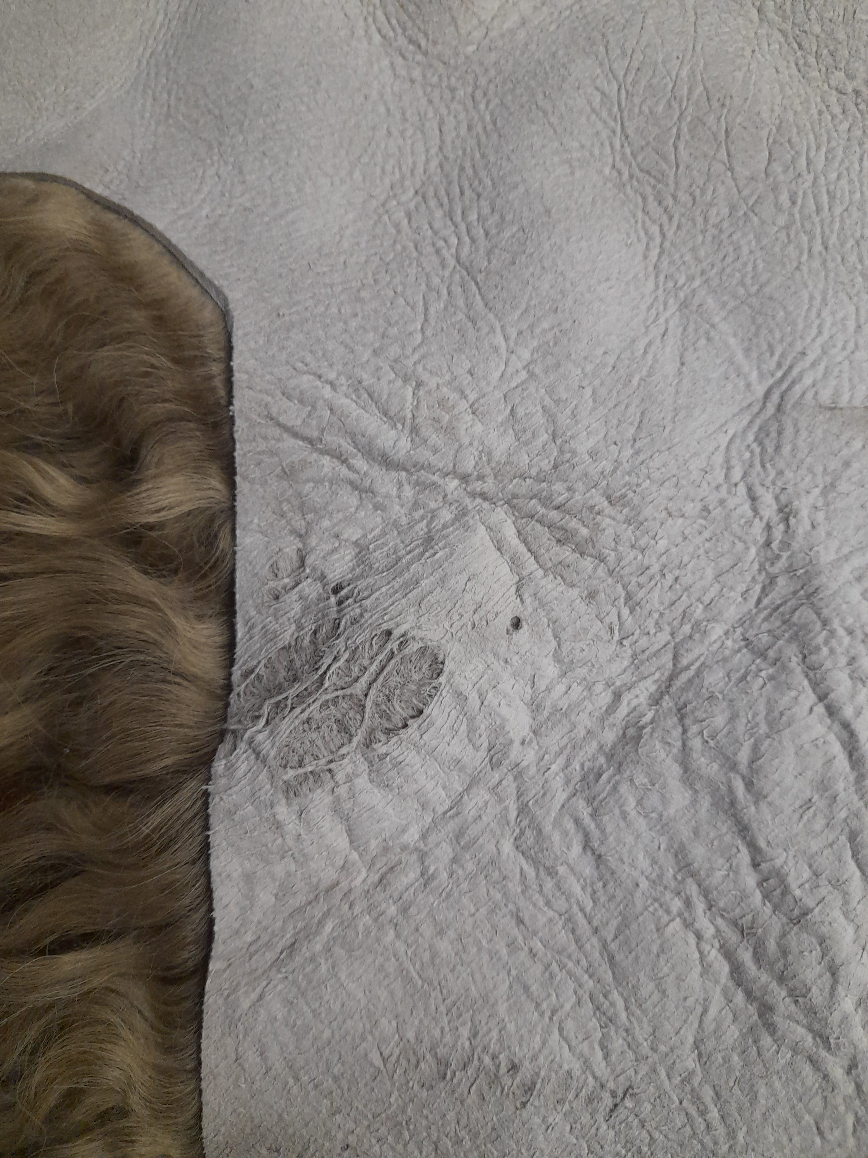 Outlet 100% Natural Sheepskin Mongolian Single Rug - 90cm x 55cm - Mocha