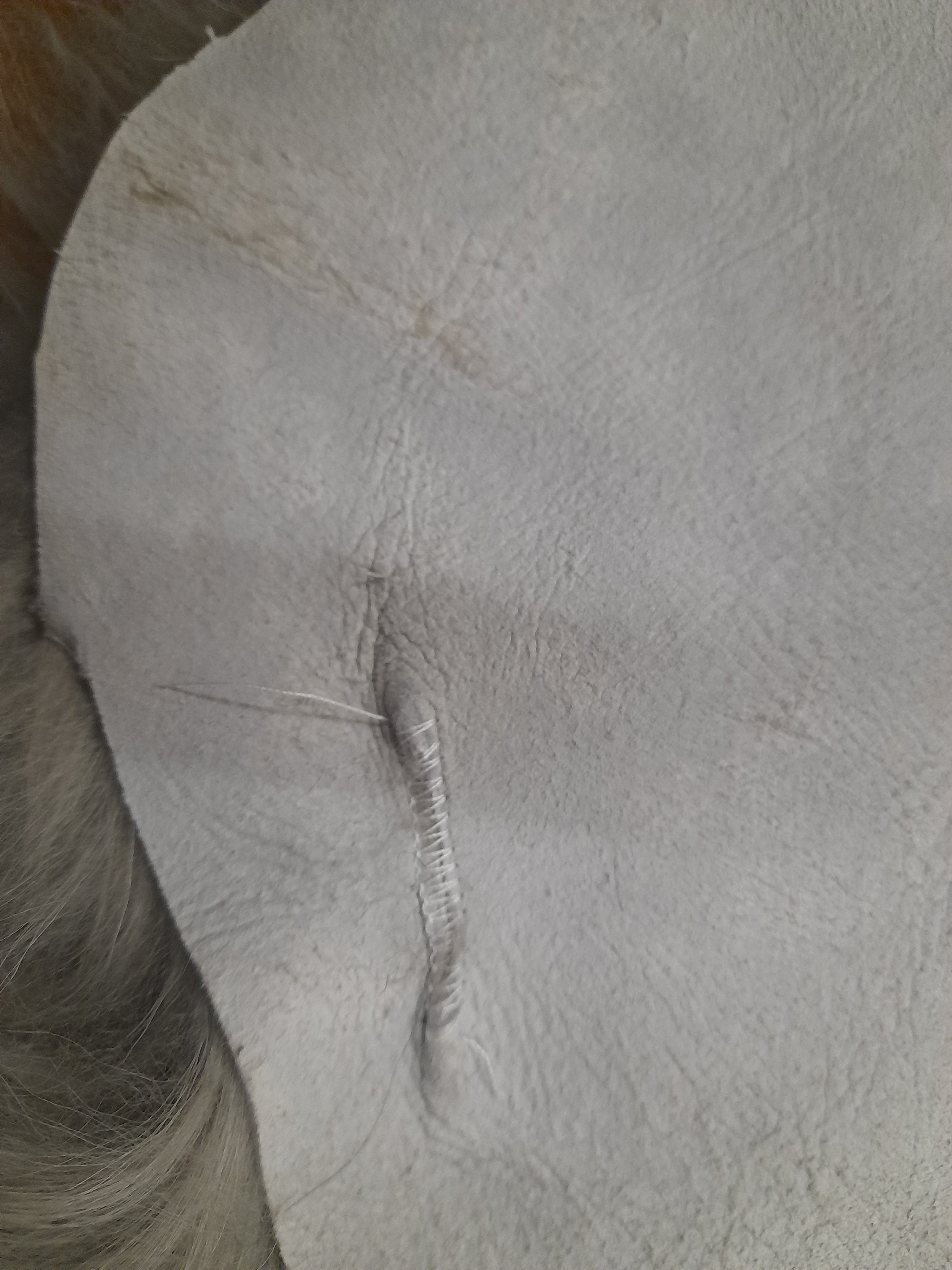 Outlet 100% Natural Sheepskin Mongolian Single Rug - 90cm x 55cm Grey